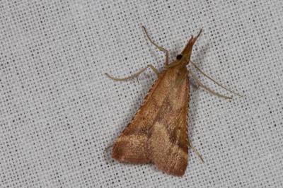 <i>Synaphe punctalis</i>