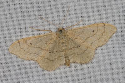 <i>Idaea aversata</i>