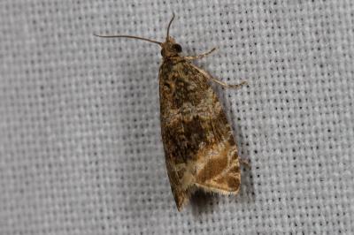 <i>Celypha lacunana</i>