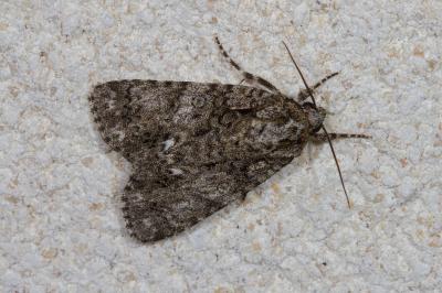 <i>Acronicta rumicis</i>