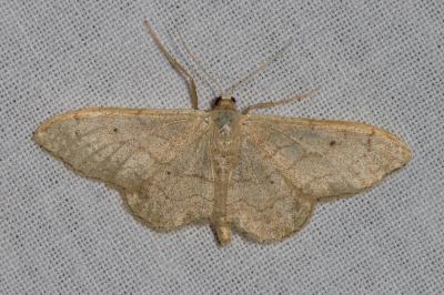 Idaea aversata