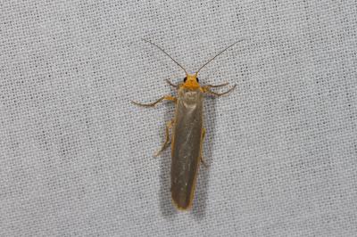 <i>Manulea complana</i>