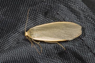 <i>Collita griseola</i>