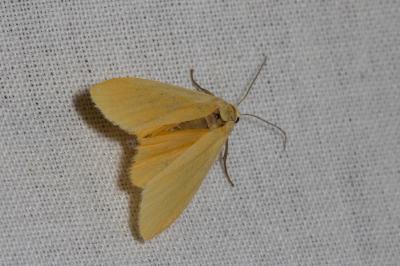 <i>Wittia sororcula</i>