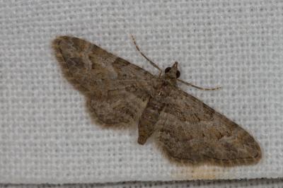 <i>Gymnoscelis rufifasciata</i>