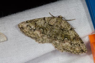 <i>Cleorodes lichenaria</i>