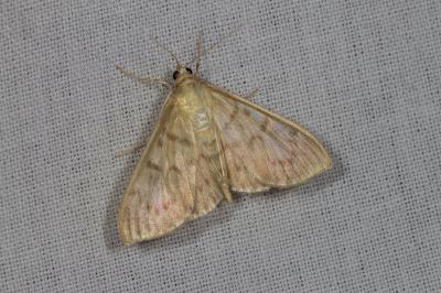 <i>Patania ruralis</i>