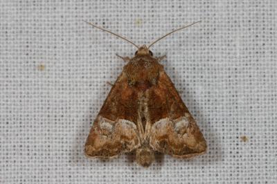 <i>Mesoligia furuncula</i>