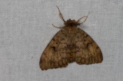 <i>Lymantria dispar</i>