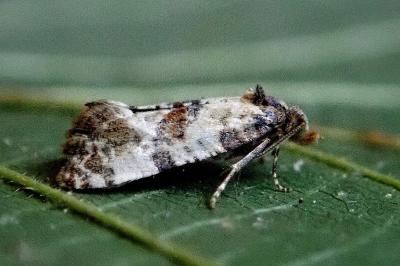<i>Cochylis molliculana</i>