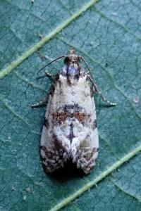 <i>Cochylis molliculana</i>