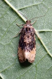 <i>Hedya ochroleucana</i>