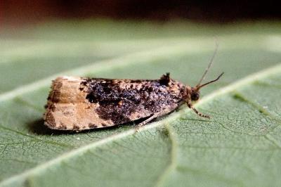 <i>Hedya ochroleucana</i>