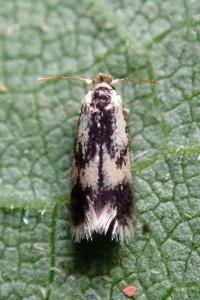 <i>Stigmella trimaculella</i>