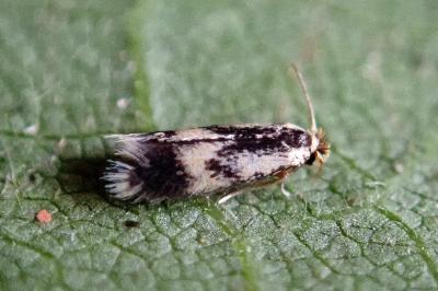 <i>Stigmella trimaculella</i>