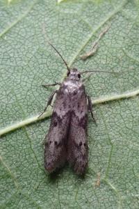 <i>Blastobasis phycidella</i>