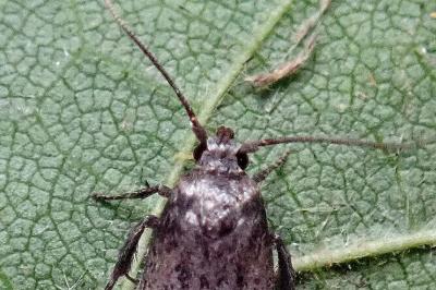 <i>Blastobasis phycidella</i>
