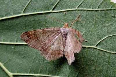 <i>Macaria liturata</i>