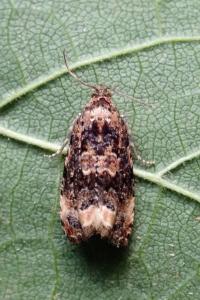<i>Endothenia gentianaeana/marginana/oblongana</i>