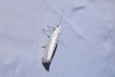 <i>Yponomeuta rorrella</i>