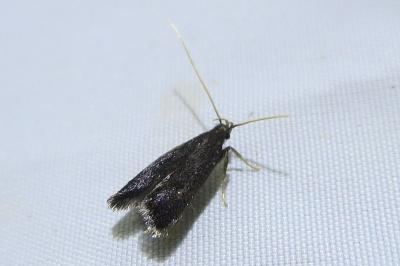 <i>Homaloxestis briantiella</i>