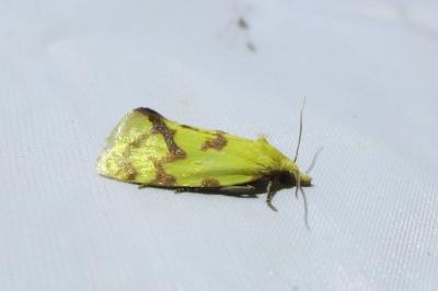 <i>Agapeta hamana</i>