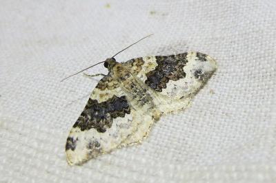 <i>Epirrhoe galiata</i>
