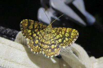 <i>Chiasmia clathrata</i>