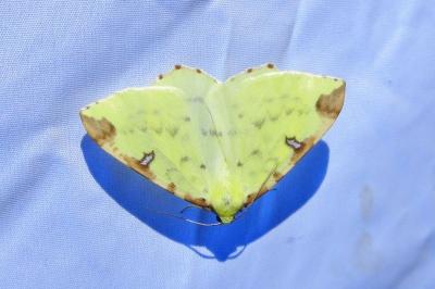 <i>Opisthograptis luteolata</i>