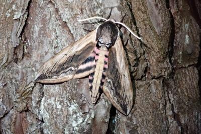 <i>Sphinx ligustri</i>