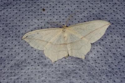 <i>Timandra comae</i>