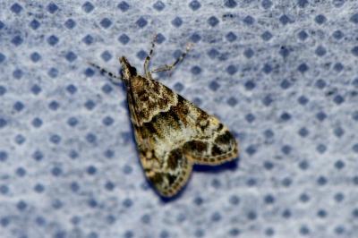 <i>Eudonia mercurella</i>