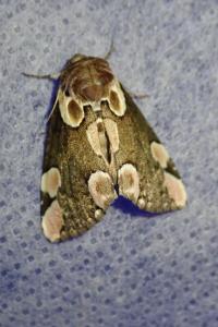 <i>Thyatira batis</i>