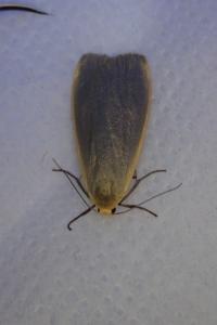 <i>Collita griseola</i>