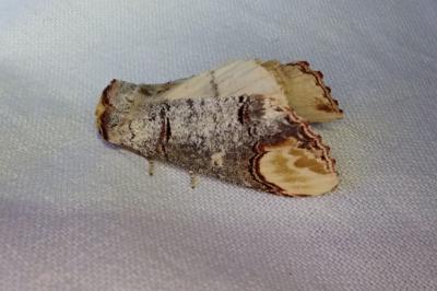 <i>Phalera bucephala</i>