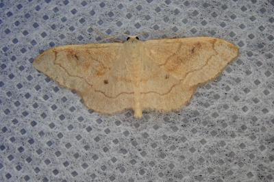 <i>Idaea rubraria</i>