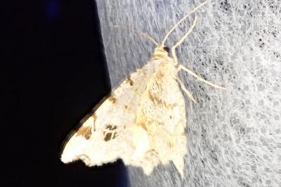 <i>Macaria notata</i>