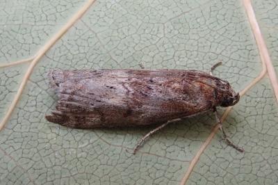 <i>Phycita roborella</i>