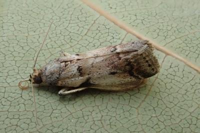 <i>Acrobasis fallouella</i>