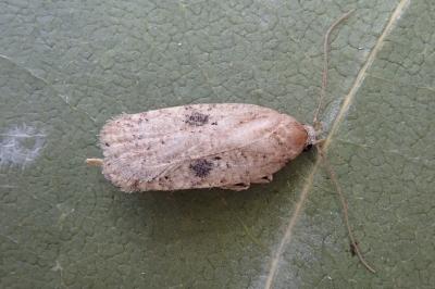 <i>Agonopterix propinquella</i>