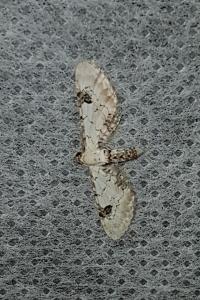 <i>Eupithecia centaureata</i>