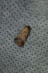 <i>Acrobasis fallouella/glaucella</i>