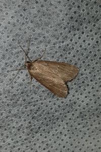 <i>Pachycnemia hippocastanaria</i>