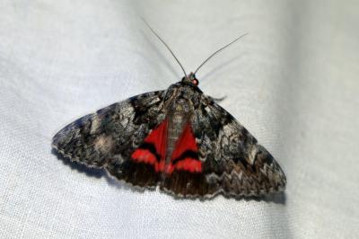 <i>Catocala promissa</i>