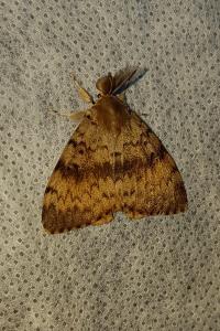 <i>Lymantria dispar</i>