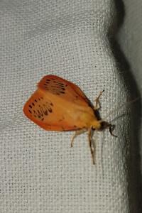 <i>Miltochrista miniata</i>