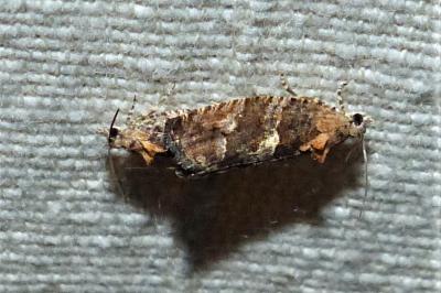 <i>Eudemis profundana</i>