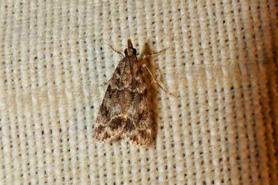 <i>Eudonia mercurella</i>