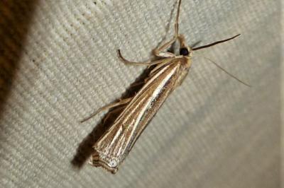 <i>Ancylolomia tentaculella</i>