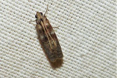 <i>Phycita roborella</i>